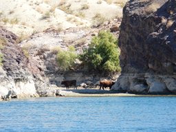 2010 Lake Mead